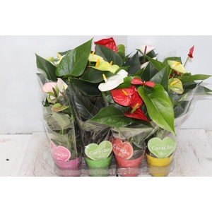ANTHURIUM VARIADO P09