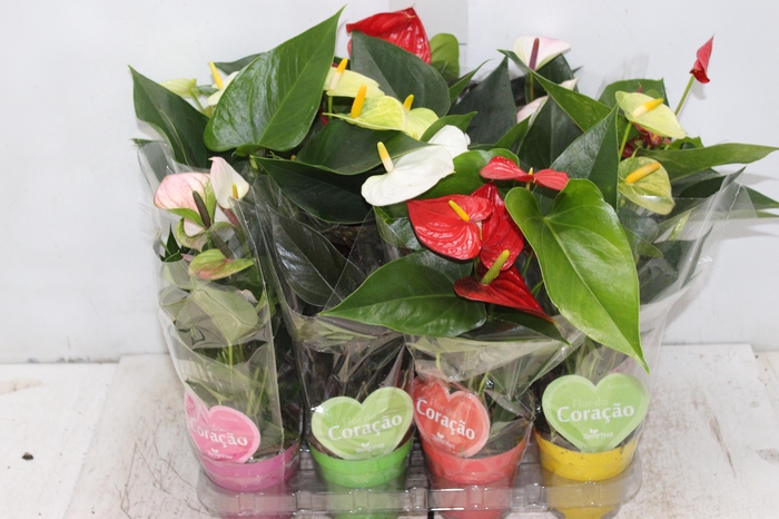 <h4>ANTHURIUM VARIADO P09</h4>