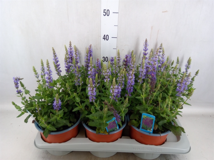 <h4>Salvia nemorosa 'Sensation Blue Dp'</h4>