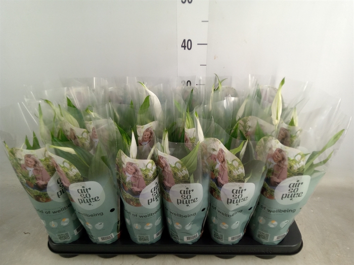 <h4>Spathiphyllum  'Pearl Cupido'</h4>