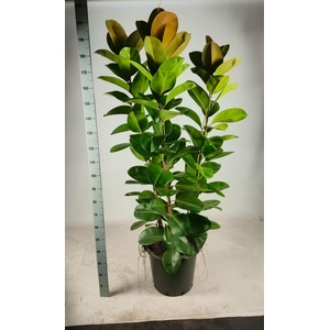 FIC EL ROBUSTA