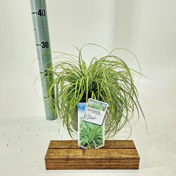<h4>Carex Evercolor Eversheen</h4>