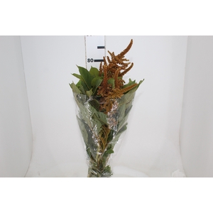 AMARANTHUS DOURADO 070 CM