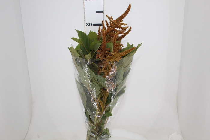 <h4>AMARANTHUS DOURADO 070 CM</h4>