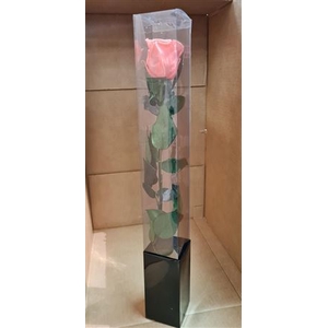 Ro Preserved….. Stem Pink Light