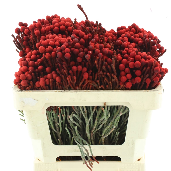 <h4>Kaaps Brunia La Red</h4>