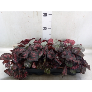 Begonia BD rex