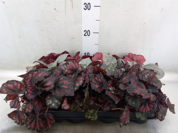 <h4>Begonia BD rex</h4>