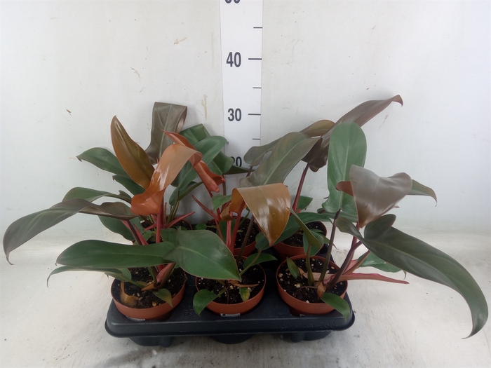 <h4>Philodendron   ...</h4>