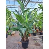 Strelitzia nicolai