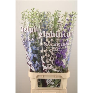 Delph El Dewi Mixed In The Bunch