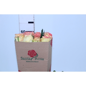 ROSA AMBIANCE 060 CM ESTUFA