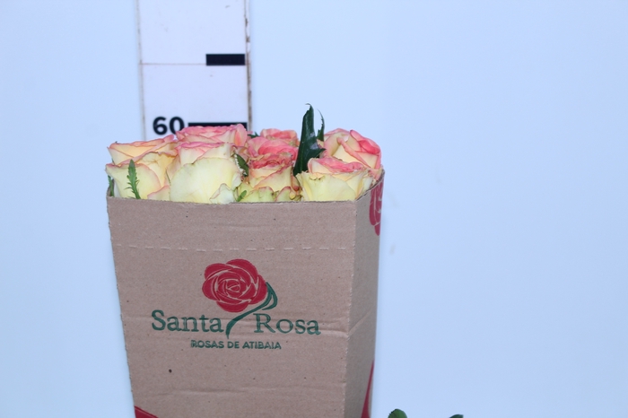 ROSA AMBIANCE 060 CM ESTUFA