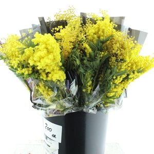 Mimosa Mirandol Gr 200