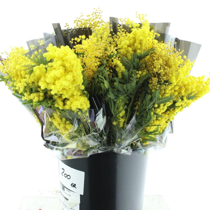 <h4>Mimosa Mirandol Gr 200</h4>