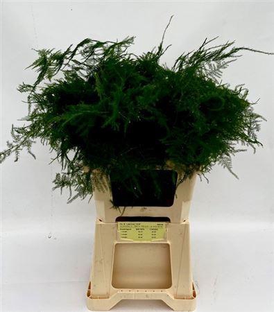 <h4>ASPARAGUS WILDE</h4>