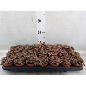 Fittonia  'Mosaic Pink Forest Flam'