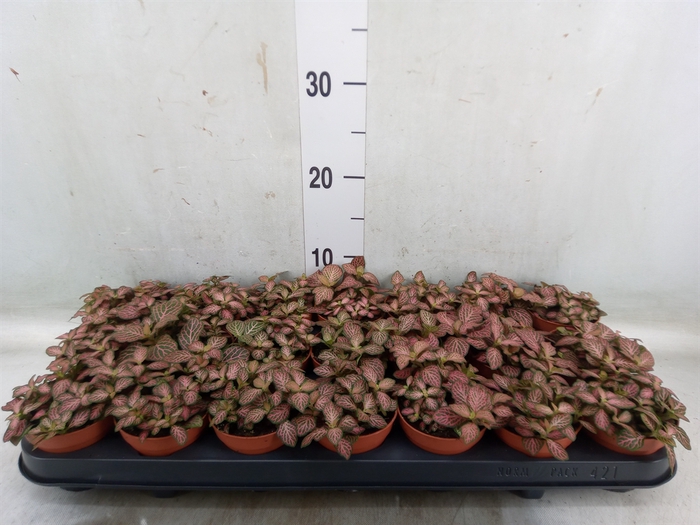 <h4>Fittonia  'Mosaic Pink Forest Flam'</h4>