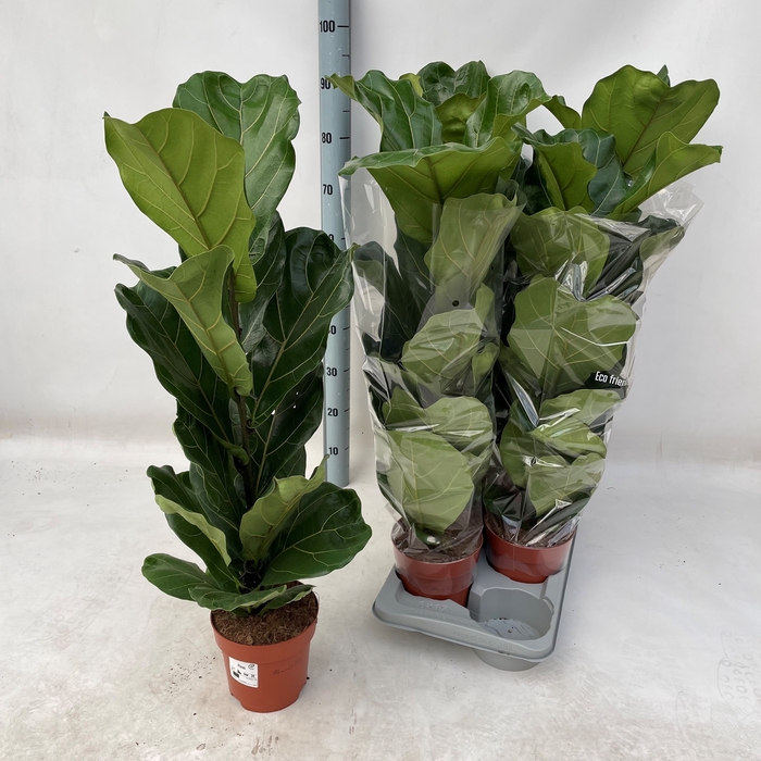 <h4>FICUS LYRATA</h4>