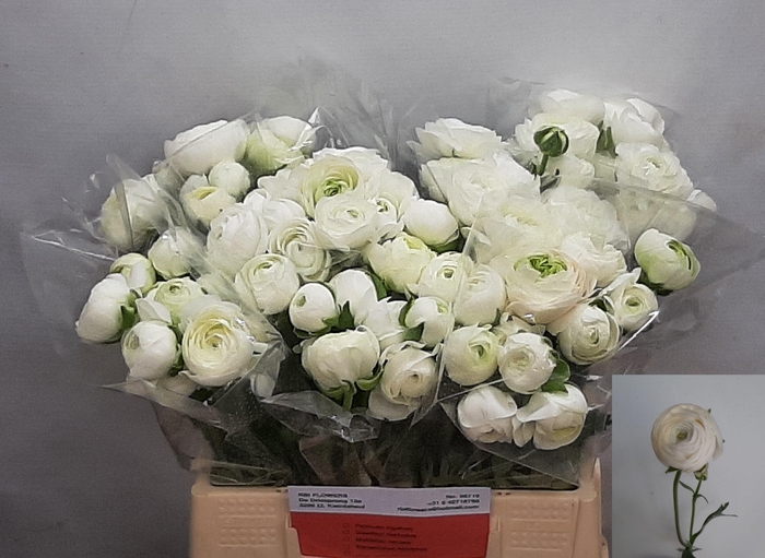 <h4>RAN AM SNOWFLAKE</h4>