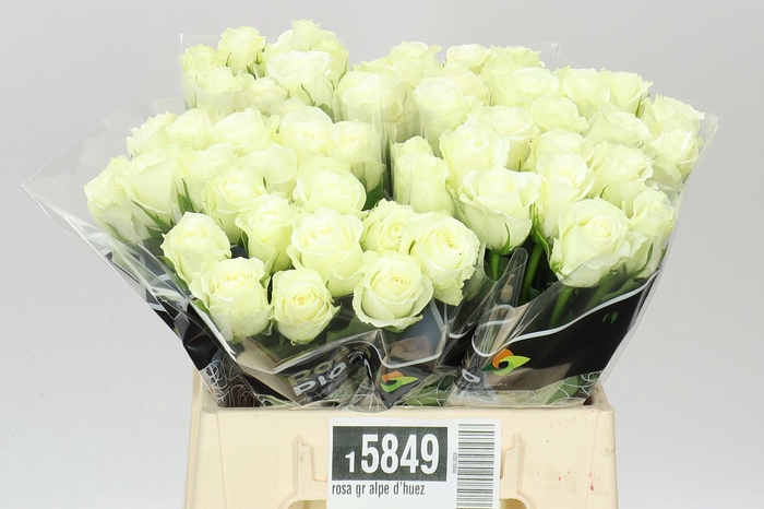 <h4>Rosa Gr Alpe D'huez</h4>