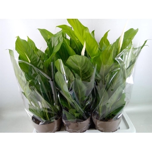 Spathiphyllum  'Sweet Silvio'