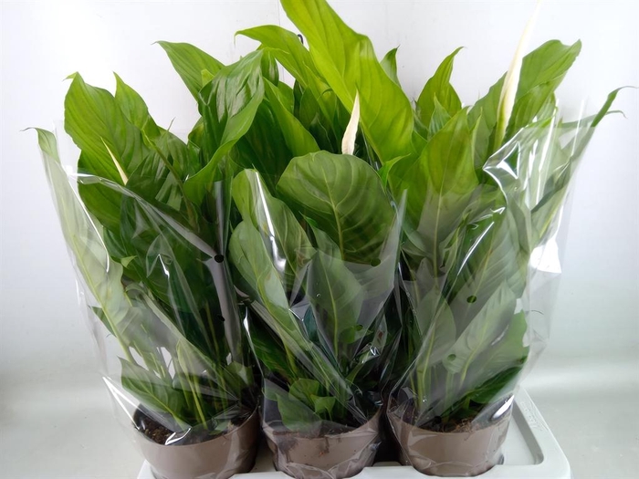 <h4>Spathiphyllum  'Sweet Silvio'</h4>