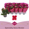 Kalanchoe Gloss Bicolor