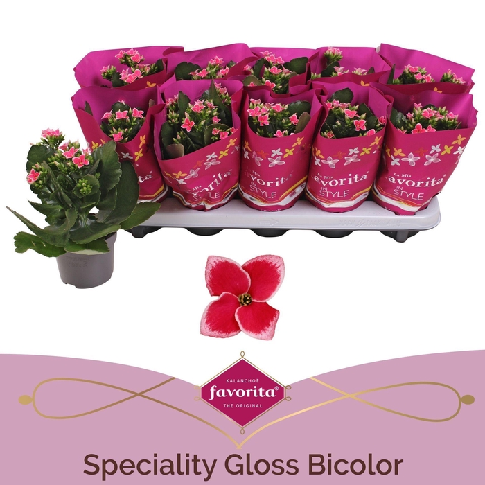 <h4>Kalanchoe Gloss Bicolor</h4>