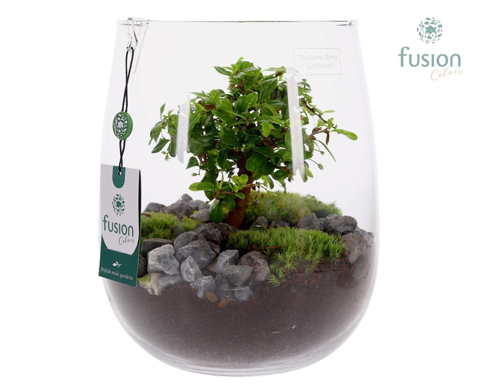 <h4>Glazen vaas met Bonsai</h4>