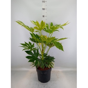Fatsia japonica