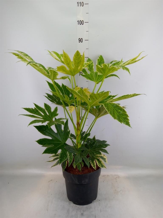 <h4>Fatsia japonica</h4>