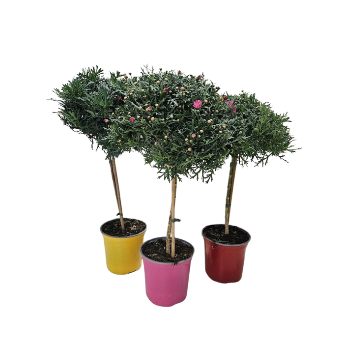 <h4>Anthemis punctata subsp. cupaniana</h4>