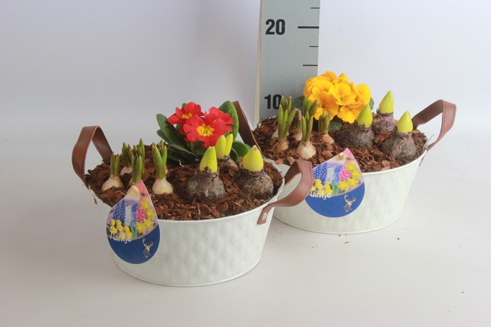 <h4>ARR TUINPLANTEN</h4>