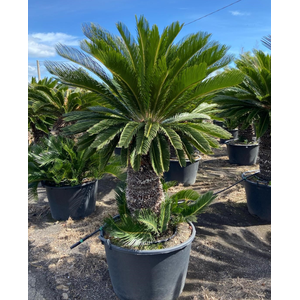 Cycas revoluta