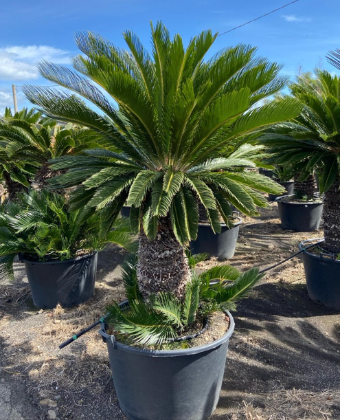 <h4>Cycas revoluta</h4>