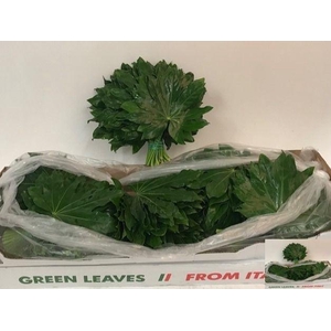 FATSIA JAPONICA BLAD