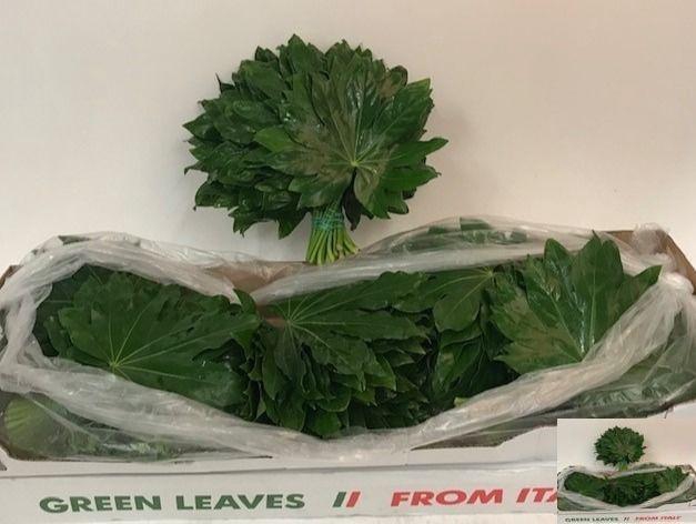 <h4>FATSIA JAPONICA BLAD</h4>