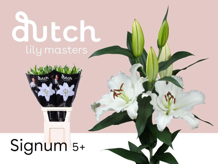 <h4>LI. OR SIGNUM # 5+</h4>