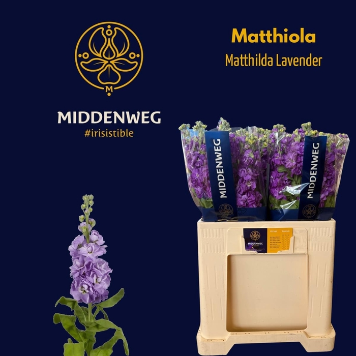 <h4>MATTH MATHILDA LAVEN</h4>