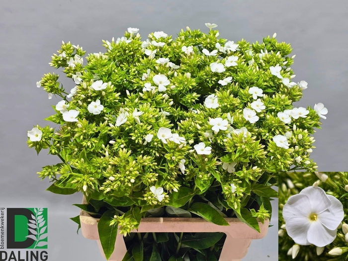 <h4>PHLOX PANICULATA OV</h4>