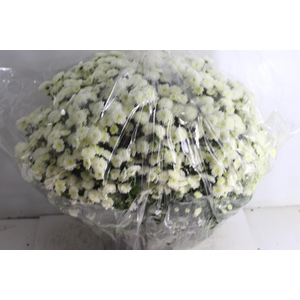 CRISANTEMO BOLA BELGA JASODA C21 BRANCO
