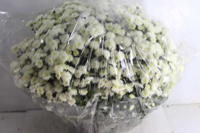 <h4>CRISANTEMO BOLA BELGA JASODA C21 BRANCO</h4>
