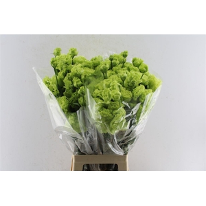 Eust Amber Double Mojito