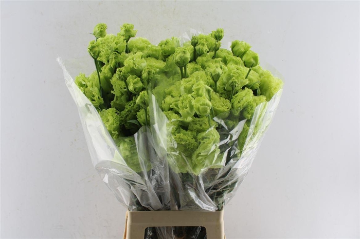 <h4>Eust Amber Double Mojito</h4>