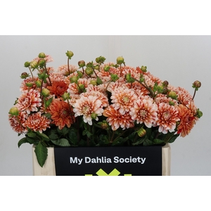 Dahlia Striped Nagano