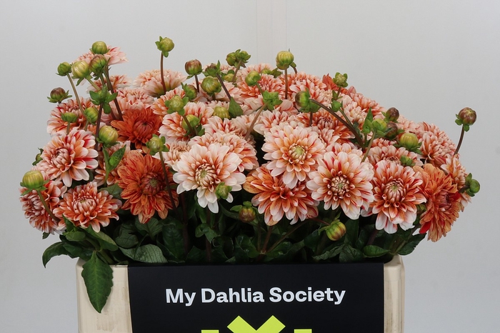 <h4>Dahlia Striped Nagano</h4>