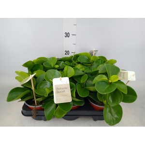 Peperomia obt. 'Green Gold'