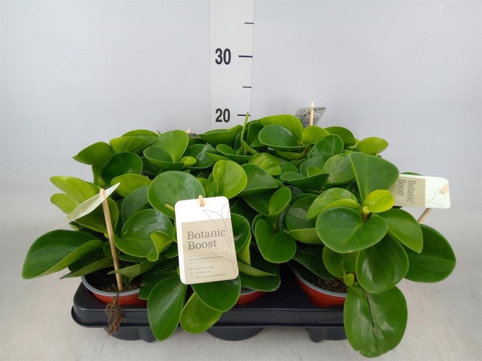 <h4>Peperomia obt. 'Green Gold'</h4>