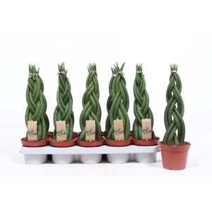 Sansevieria cylindrica overig Twister